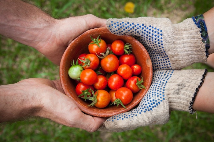Two pairs of hands holding a bowl of cherry tomatoes