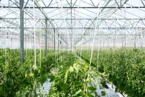 Inside of a greenhouse