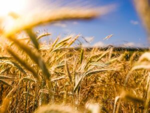 Close up of wheat in a field